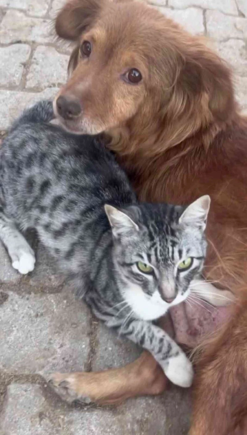 ’Su’ ile ’Ateş’in dostluğu görenleri şaşkına çeviriyor
