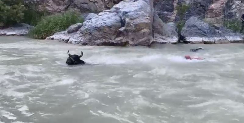 Tonluk boğasıyla Çoruh Nehri’ni yüzerek karşıdan karşıya geçti
