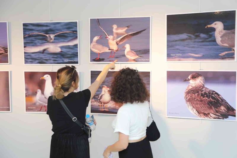 Atakum Belediyesi’nden nesli tükenen kuşlar için fotoğraf sergisi
