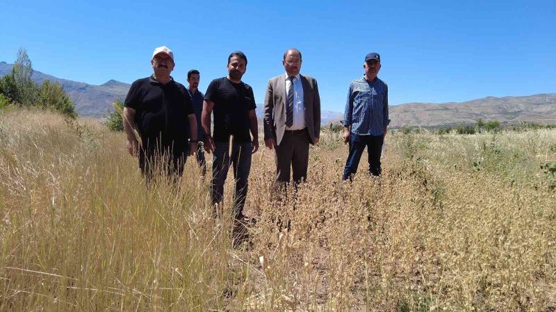 Erzincan’da ilk defa ekilen çörek otundan verimli sonuç alındı
