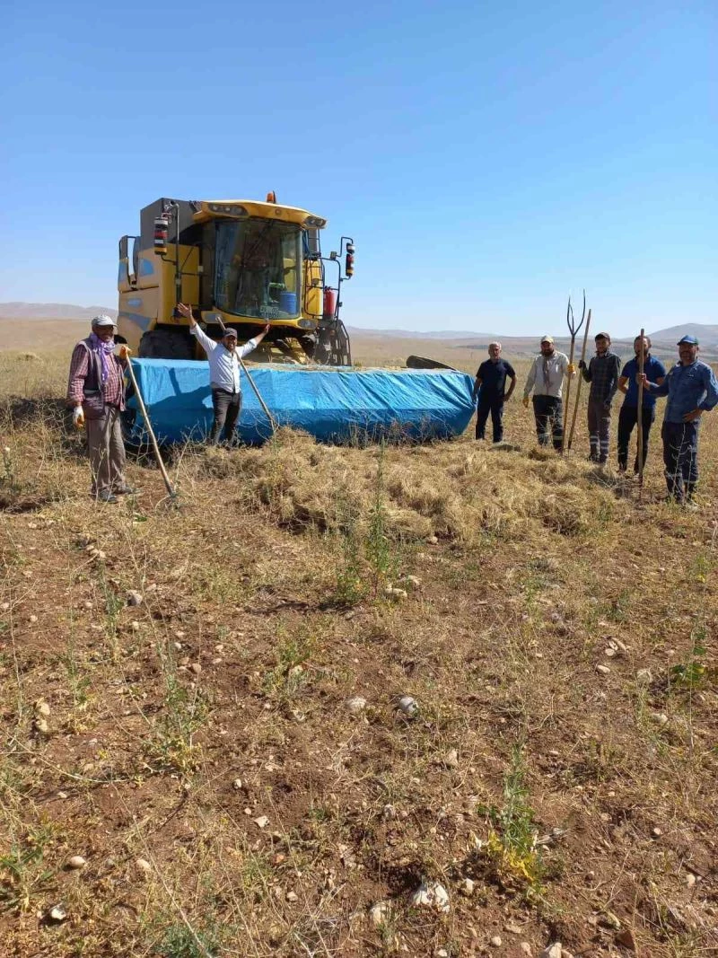 Elbistan’da ilk kez ekilen kimyonun hasadı yapıldı
