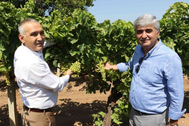 Üzümde salkım güvesine karşı biyoteknik mücadele
