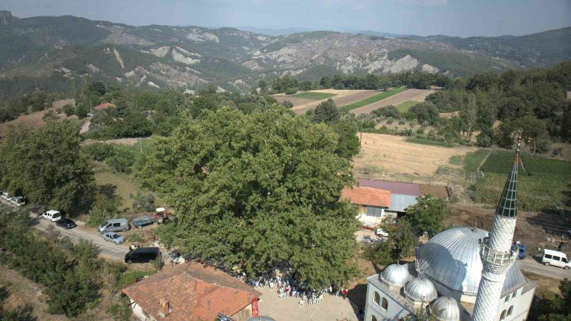 Muğla’da 842 yaşındaki ağaç koruma altında
