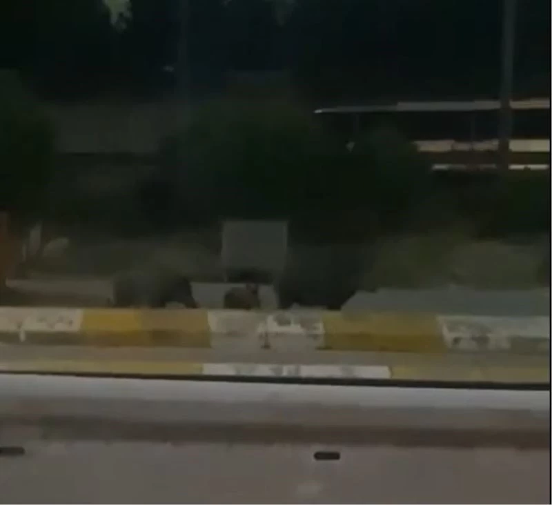 Kocaeli’de domuzlar şehre indi
