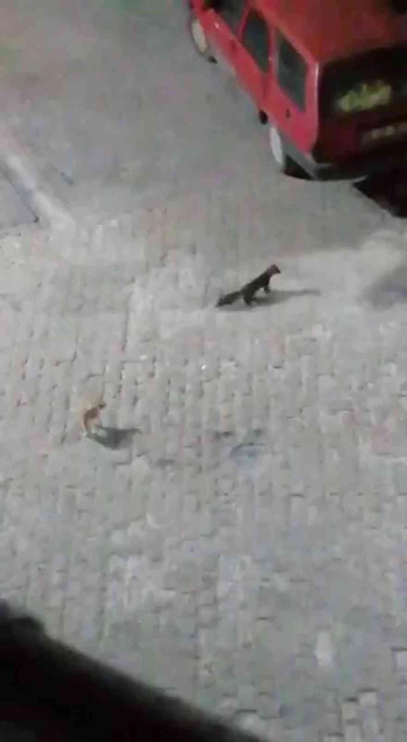 Sansar ile kedinin mücadelesi
