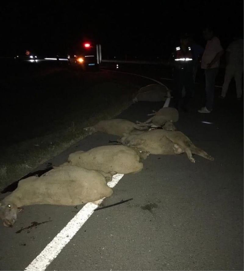 Edirne’de otomobilin arasına daldığı sürüdeki 7 koyun telef oldu
