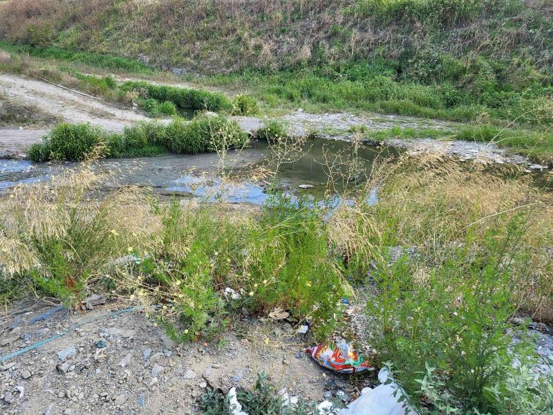 Alibeyköy deresinde balık ölümleri
