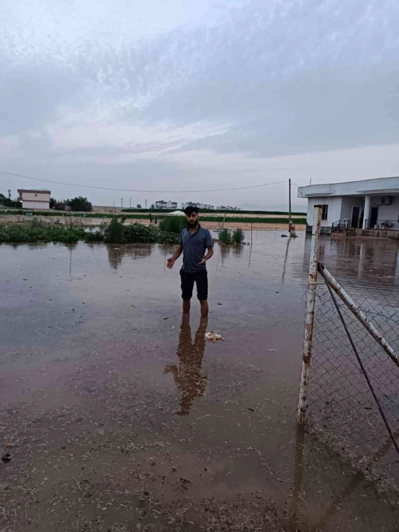 Mardin’de su borusu patladı: Yüzlerce kümes hayvanı telef oldu
