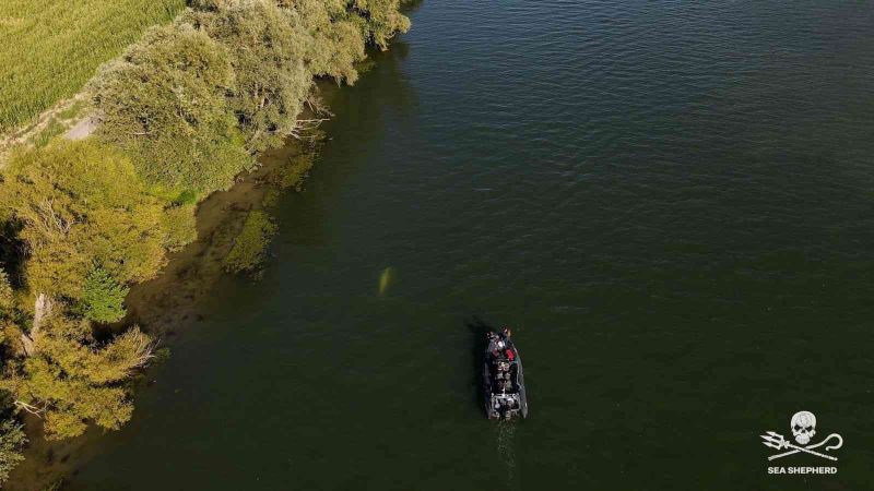 Fransa’da 4 gündür nehirde mahsur kalan beyaz balina kurtarıldı
