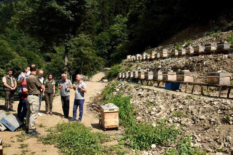 Artvin’de bal ormanları arıcıların hizmetine açılmaya devam ediyor
