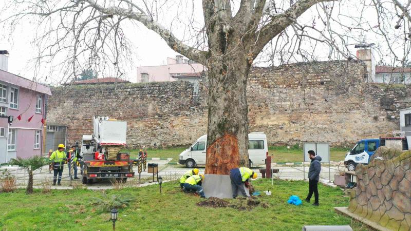 Asırlık çınarlar ‘Çınar Hekimleri’ ile güvende
