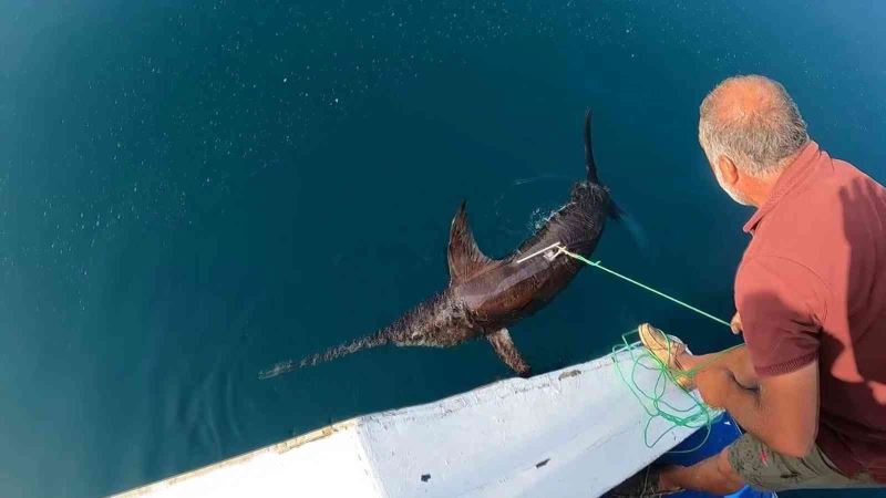 Yunanlılara kafa tutan Türk balıkçıdan nefes kesen kılıç balığı avı
