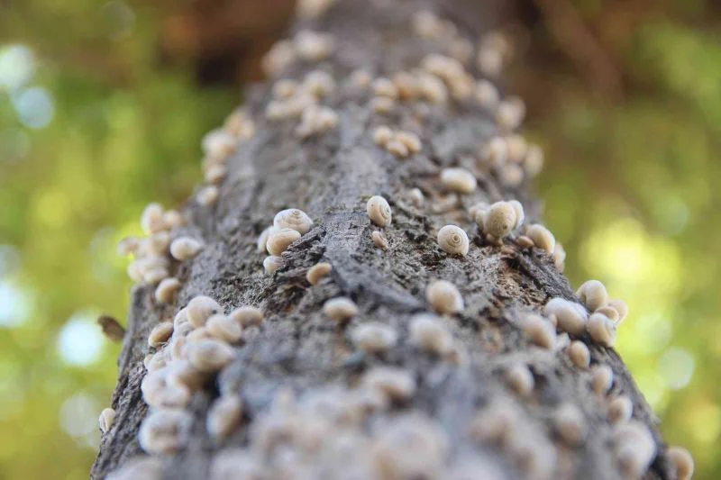 Salyangoz istilası ilginç görüntüler oluşturdu
