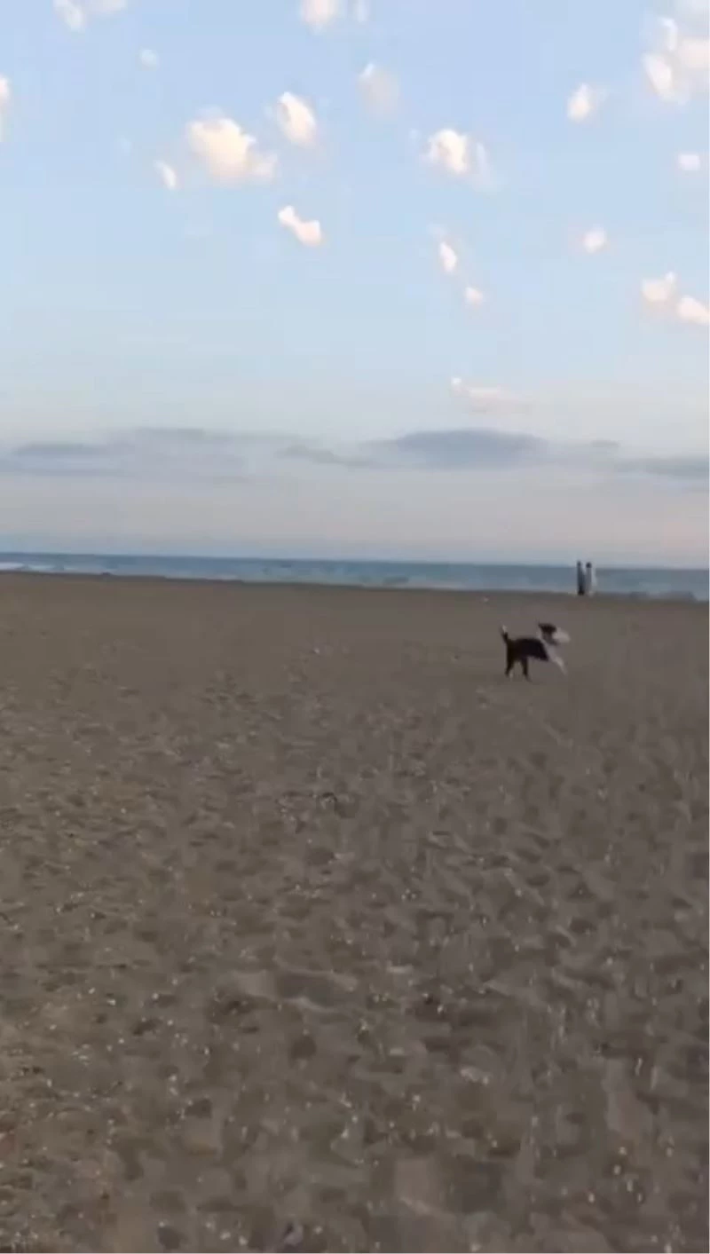 Ayakkabısını köpeğe kaptırdı, metrelerce peşinden koştu
