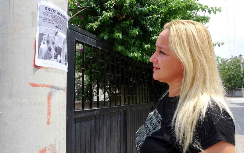 Evladım dediği Peynir’i bulup getireni ödüllendirecek
