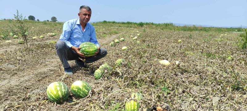 Tarlada 80 kuruşa kadar düştü, tezgahta 4-5 lira
