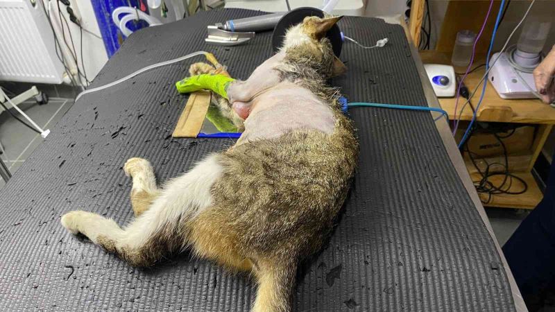 Karın şişkinliğiyle kliniğe getirdiği kedinin karnından tümör çıktı
