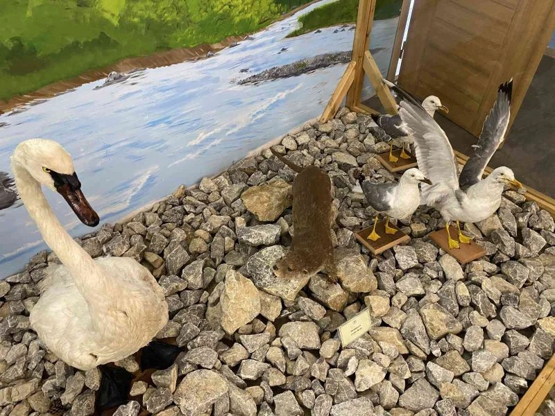 Küre Dağları Milli Parkında tahnit müzesi kuruldu
