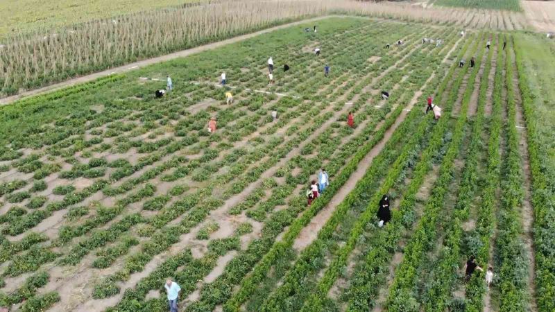 İstanbul’un göbeğinde tarladan sebze topluyorlar
