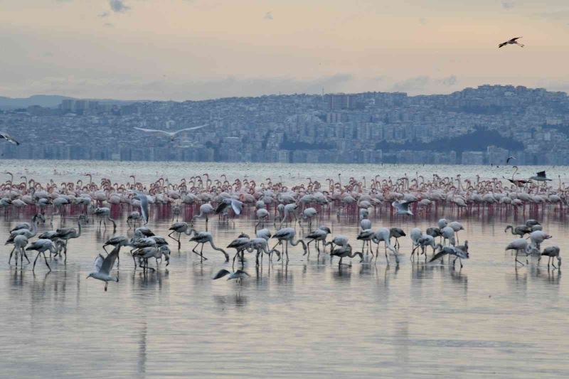 Çiğli’nin pembe misafirleri Los Angeles’ten ödülle dönüyor
