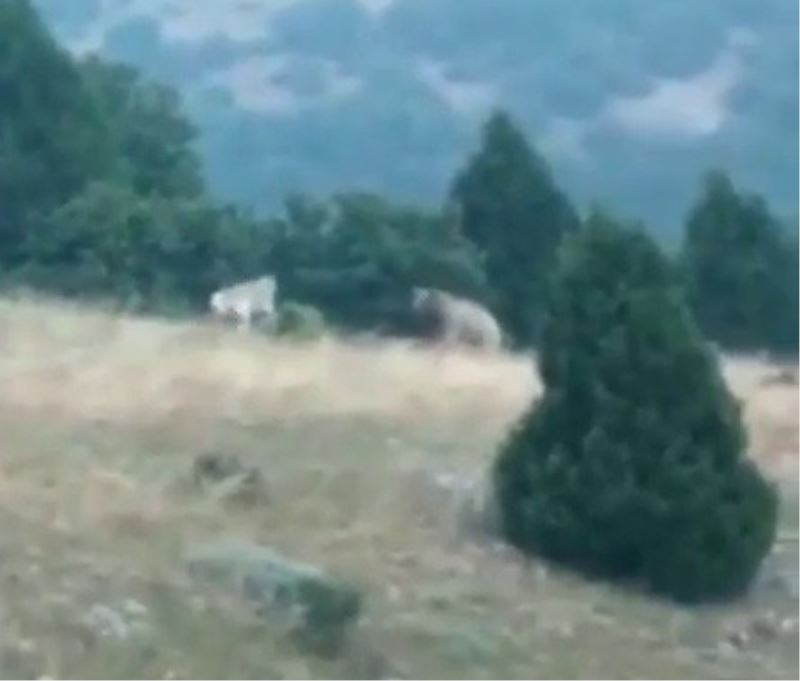 Bir anda karşısına çıktılar, bozayı neye uğradığını şaşırdı
