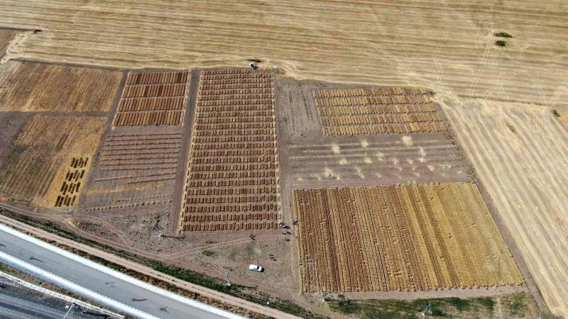 Dünya için umut olan süper buğdayda ilk hasat gerçekleşti
