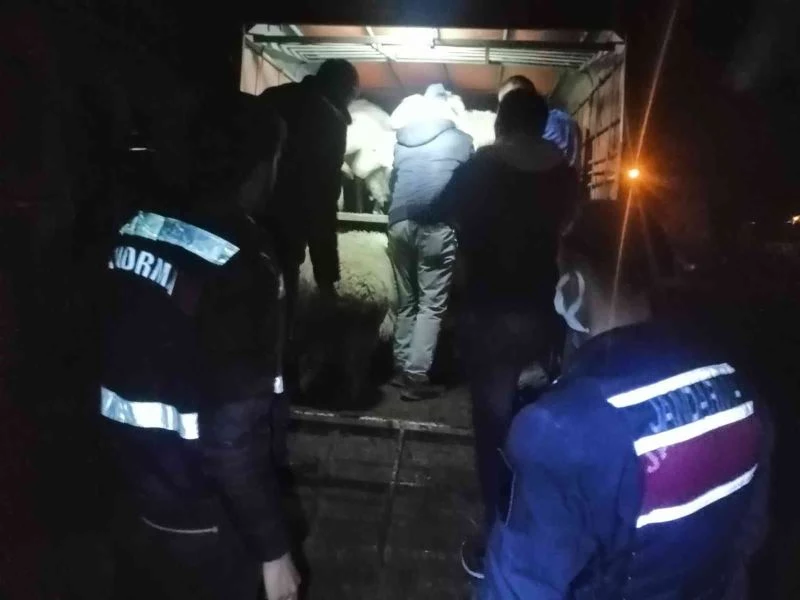 JASAT’tan koyun hırsızlarına operasyon
