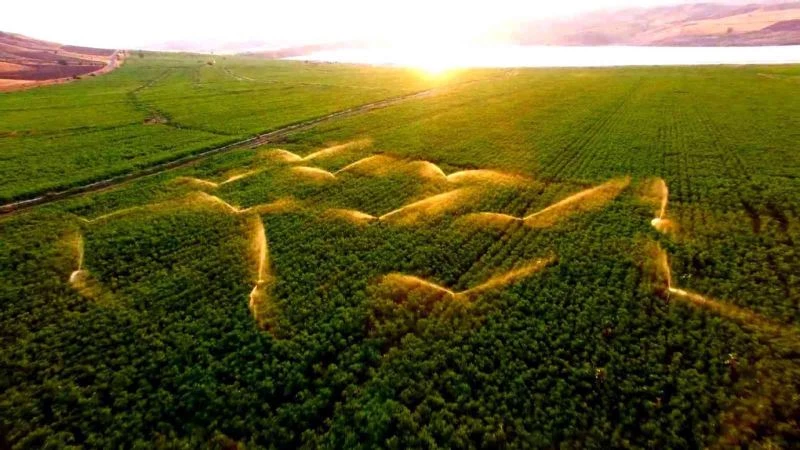 Tarladaki sulama gün batımı ile birleşti, ortaya güzel görüntüler çıktı
