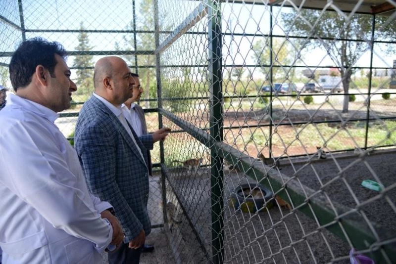 Çiftçi, hayvan barınağında incelemelerde bulundu
