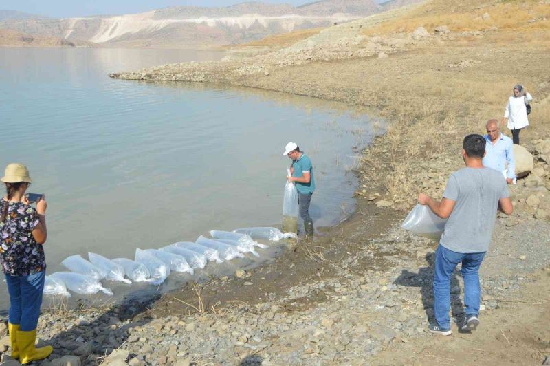 Şırnak’taki barajlar sazanla canlanıyor
