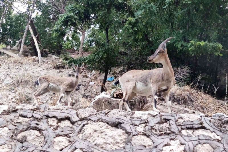 Tunceli’de dağ keçileri, evlerin yakınlarında insanlardan korkmadan geziyor
