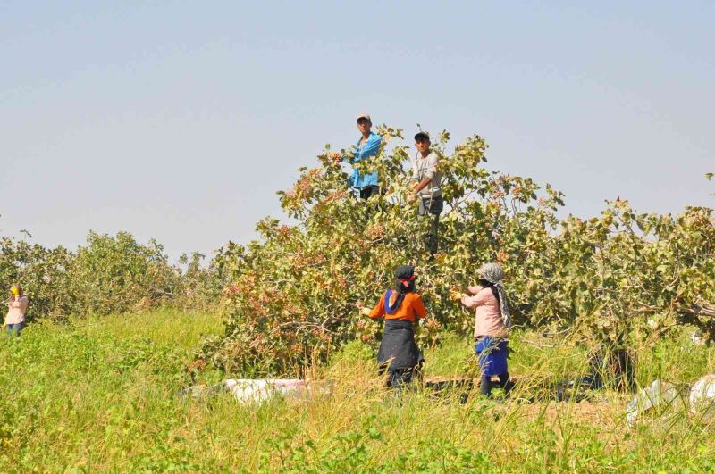 3 bin işçi ile fıstık hasadı
