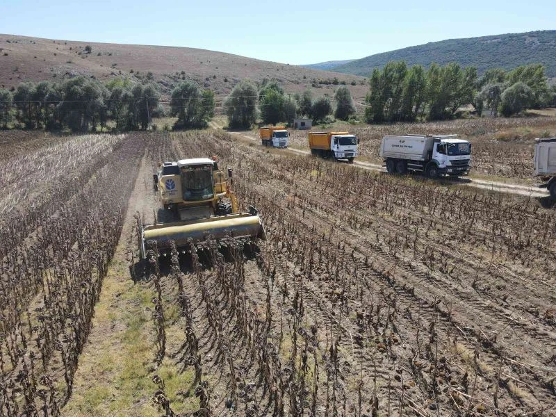 Çorum’da belediye arazilerinde yağlık ayçiçeği hasadı başladı
