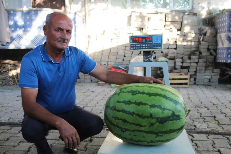 Batmanlı çiftçi yetiştirdiği 53 kilo 300 gramlık karpuzuyla Diyarbakır’a rakip oldu
