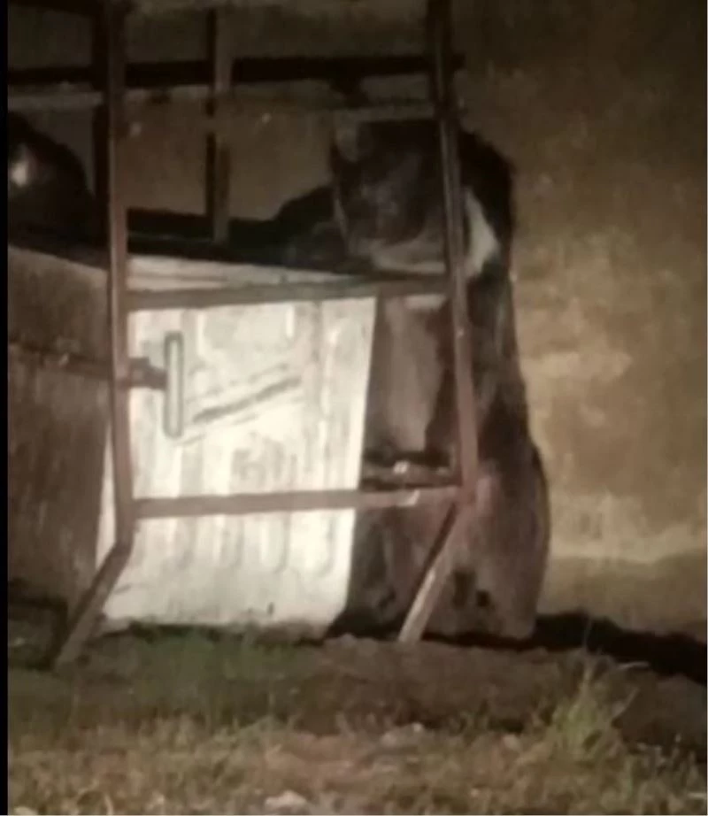 Tunceli’de beyaz yeleli boz ayılar görüntülendi
