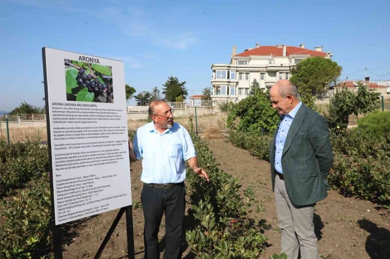 İstanbul’da ilk Aronya hasadı Büyükçekmece’de gerçekleşti

