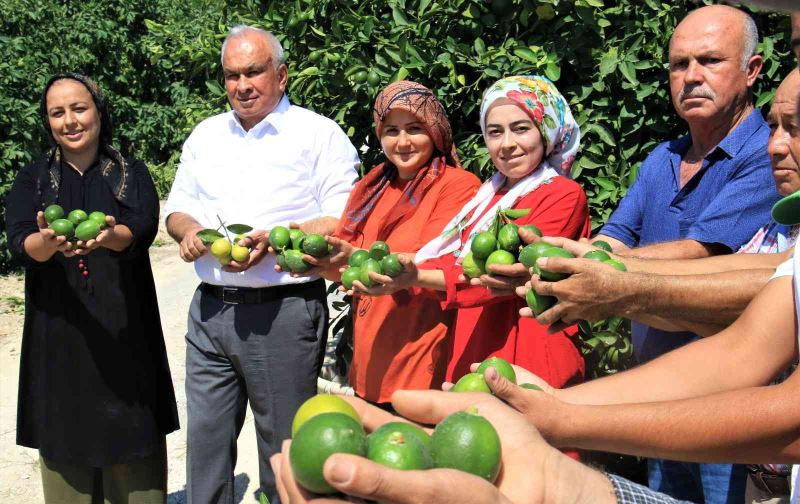 Limonun başkentinde hasat zamanı
