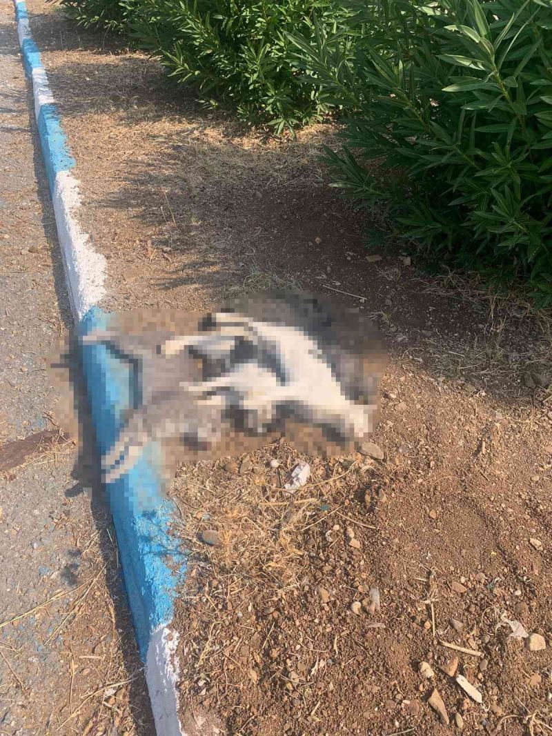 Hatay’ın Arsuz ilçesinde sokak kedileri zehirlendi