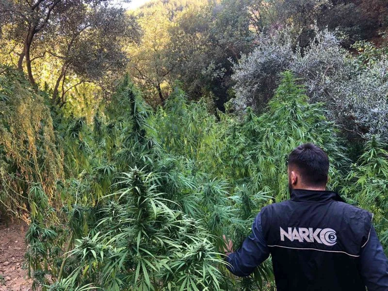 İzmir’de kenevir tarlasına baskın: 253 kök ele geçirildi
