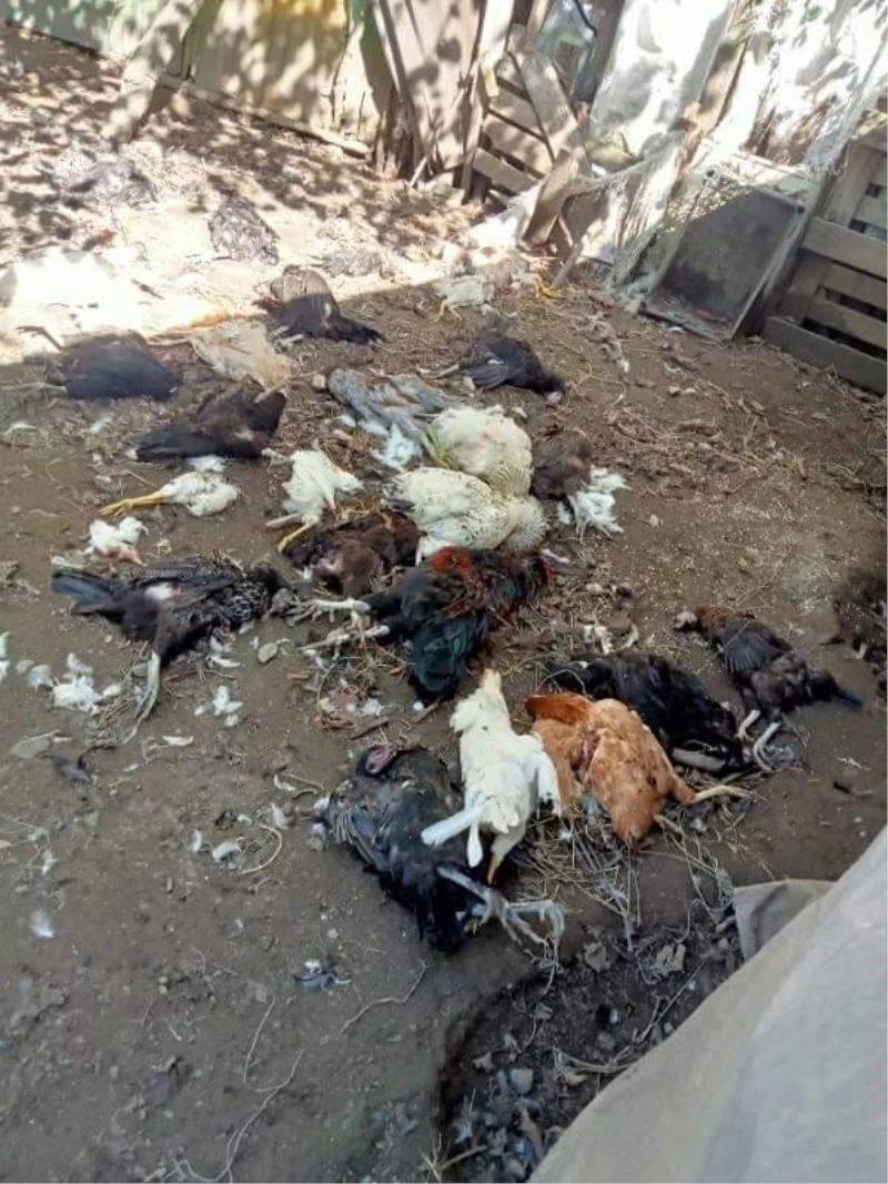 Sokak köpekleri bu kez kümese dadandı
