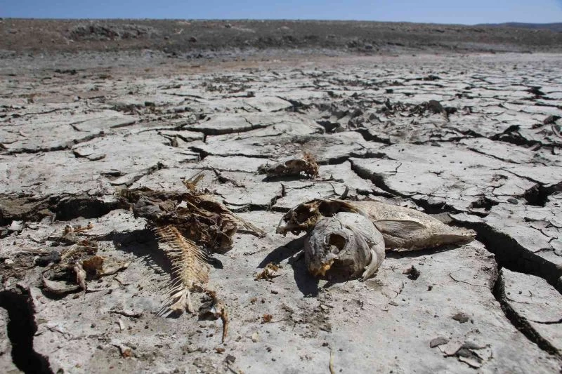 Uyarıları dinlemediler, kuruttukları gölette binlerce balık öldü
