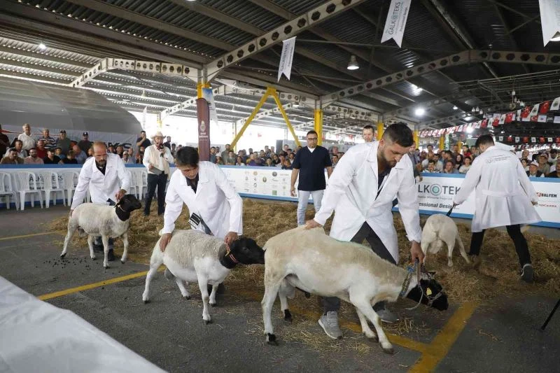 Bursa’da güzel koyun ve koyun kırkma yarışması nefes kesti
