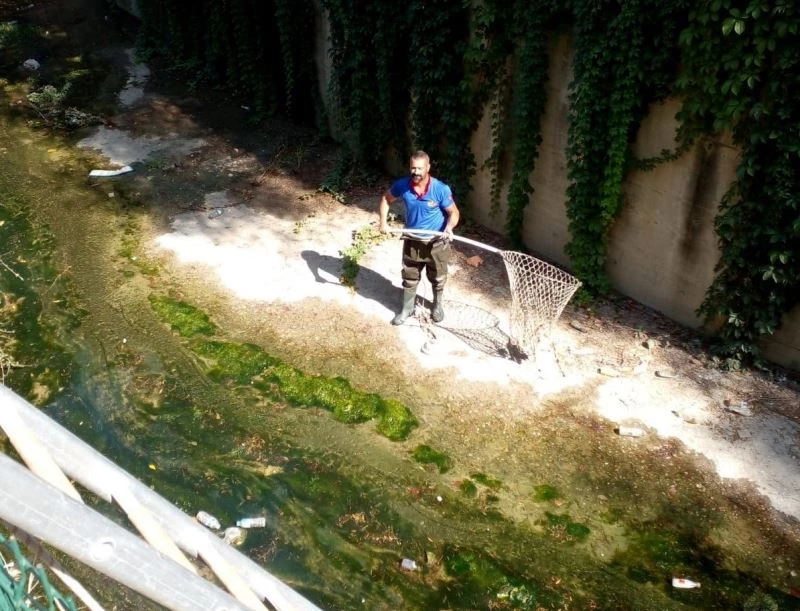 Derede mahsur kalan yavru kediyi itfaiye kurtardı
