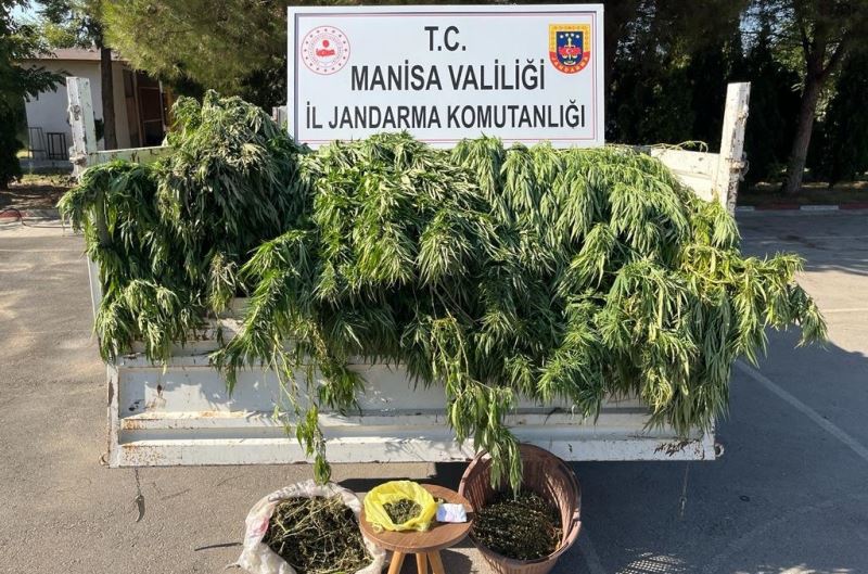 Turgutlu’da meyve ağaçlarının arasında kenevir yakalandı
