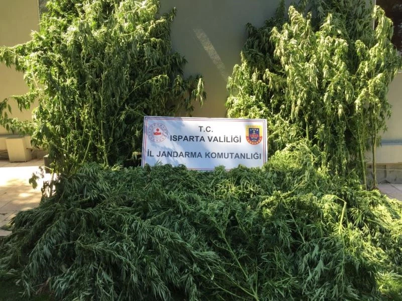 Isparta’da tarlada 242 kök kenevir ele geçirildi, 5 kişi yakalandı
