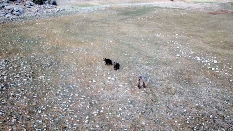 Anne ve yavru ayıların Munzurlarda kameraya yansıyan neşeli anları belgeselleri aratmadı
