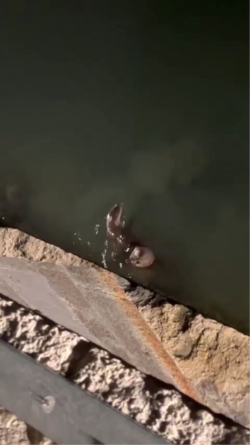 Nesli tükenmekte olan su samurları Silivri’de görüntülendi
