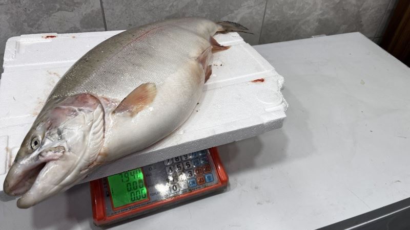 İznik Gölü’nde 8 kiloluk somon balığı yakalandı
