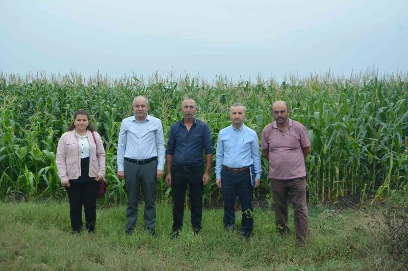 Silajlık mısır hasadı devam ediyor
