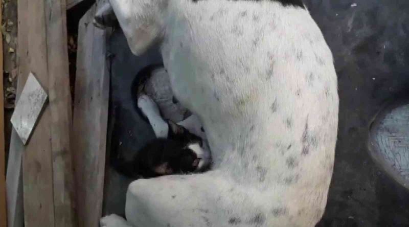 Yavruları ölen köpek, annesiz kediyi emzirmeye başladı
